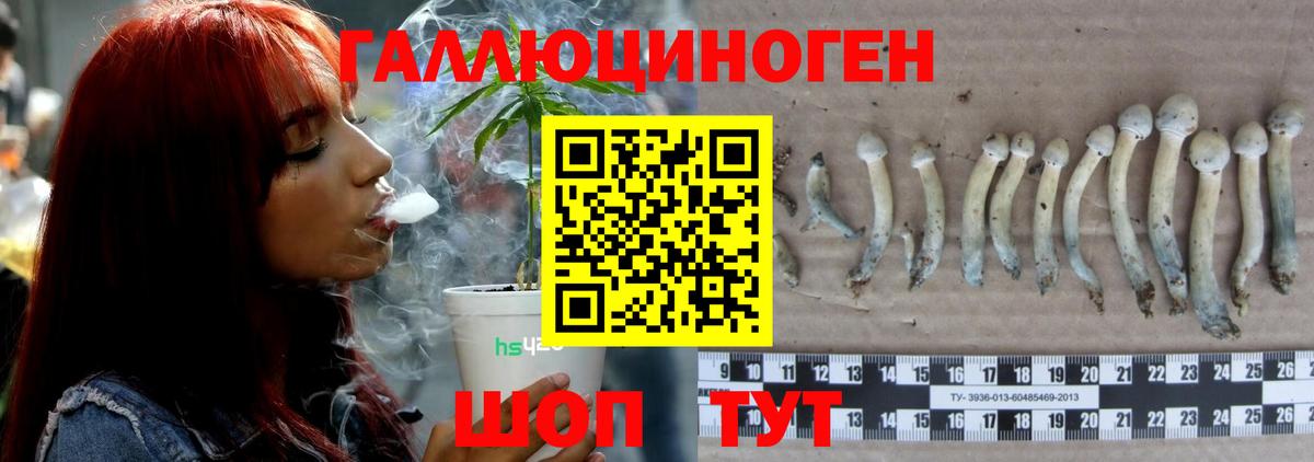 Псилоцибиновые грибы Psilocybe Семёнов